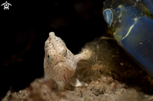 A Antennarius pictus | Painted Frogfish