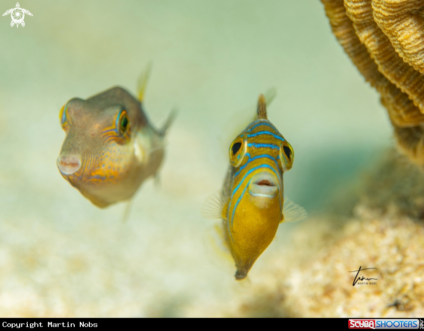 A Sharpnose Pufferfish / Queen Triggerfish