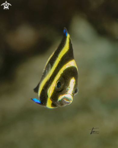 A Pomacanthus paru | French Angelfish