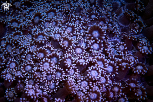 A CORAL