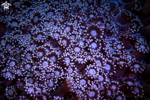 A Goniopora | CORAL