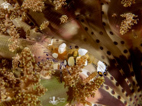 A Peacock-Tail Anemone Shrimp