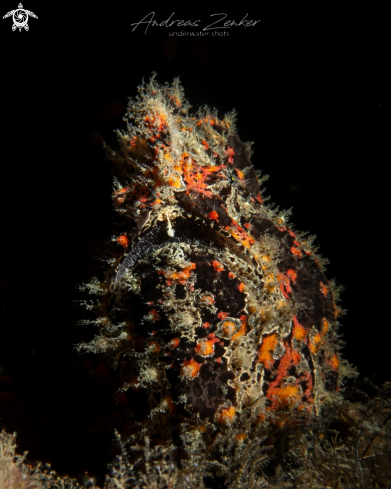 A Common frogfish