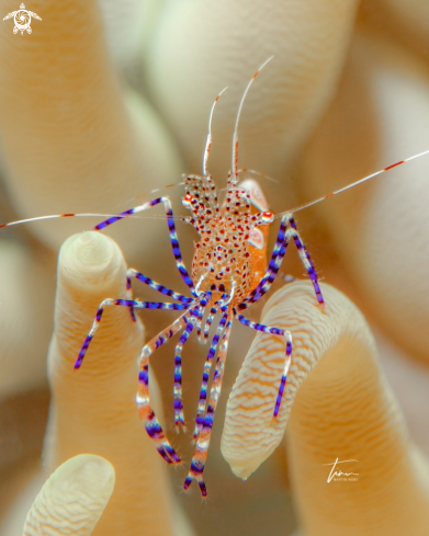 A Yucatan cleaner shrimp