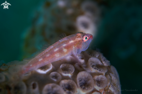 A Pleurosicya mossambica | GOBY