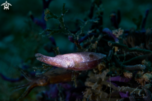 A sepia  latimanus | CUTTLEFISH 