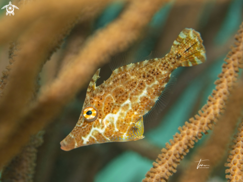 A Slender Filefish