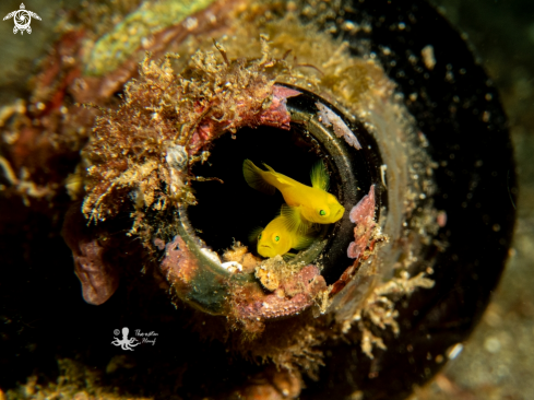 A Lucricogobius exiguus | Golden Goby