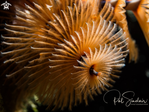 A Spirobranchus giganteus | Christmas Tree Worm