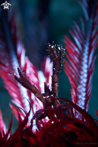 A SQUAT LOBSTER  