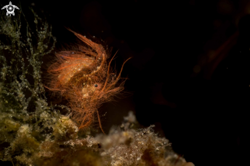 A Phycocaris simulans | Hairy shrimp