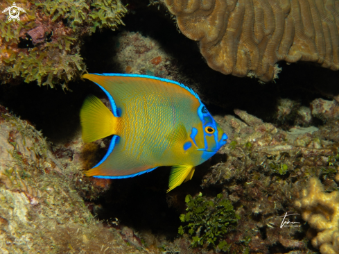 A Queen Angelfish