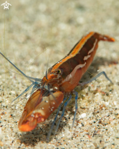 A Snapping shrimp