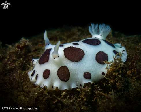 A Peltodoris atromaculata | Bergh, 1880 | DORIS DALMATIEN