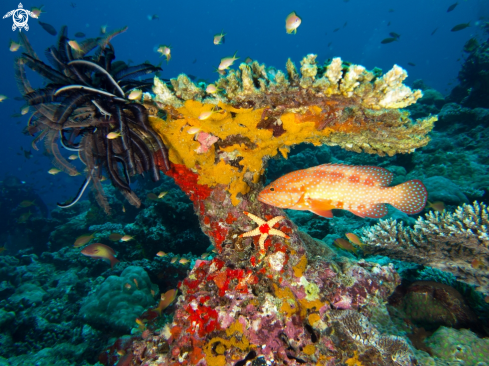 A Table coral