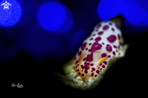 A nudibranch