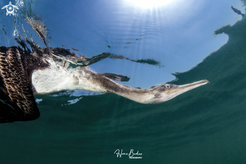 A socotra cormorant