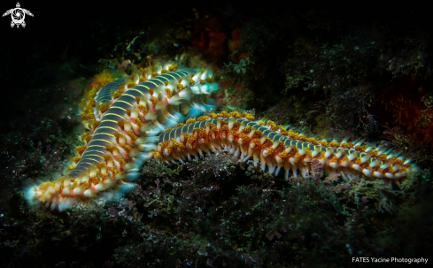 A Hermodice carunculata | (Pallas, 1766) | Fireworm