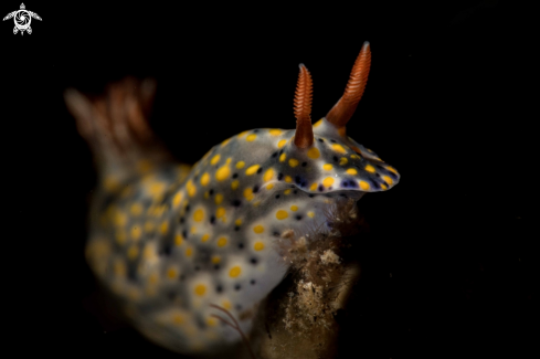 A Hypselodoris roo  | Hypselodoris roo 