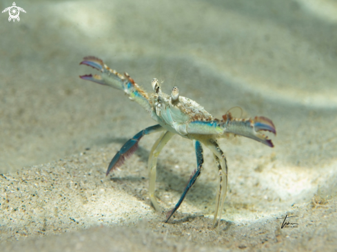A Blue swimming crab