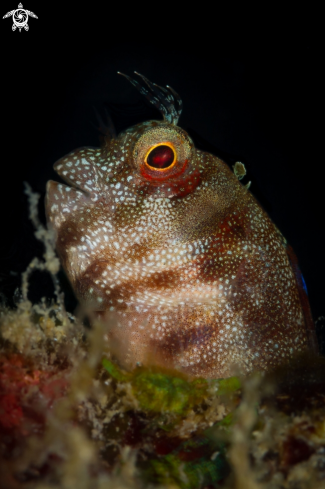 A Coral blenny