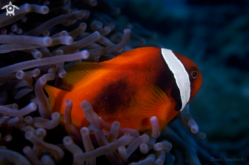 A Amphiprion frenatus | FISH