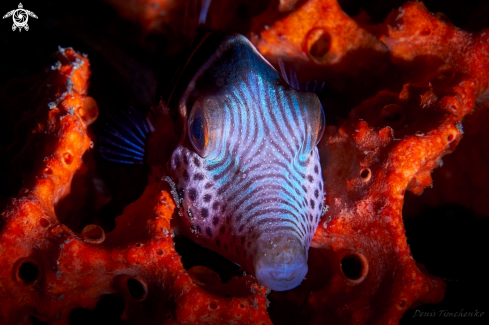 A Canthigaster valentini | FISH