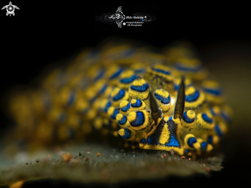 A Costasiella Sea Slug