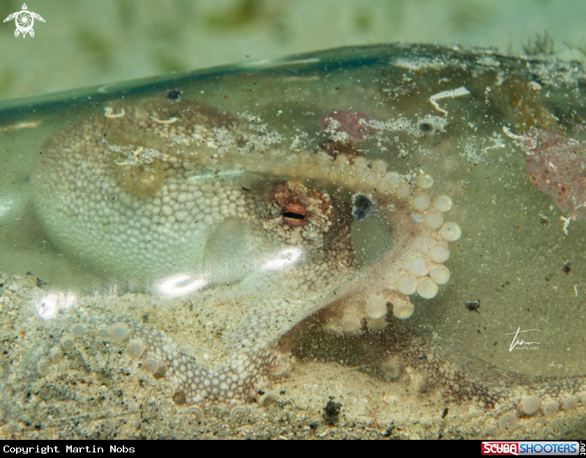 A Brownstripe Octopus