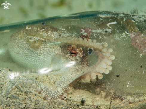 A Brownstripe Octopus