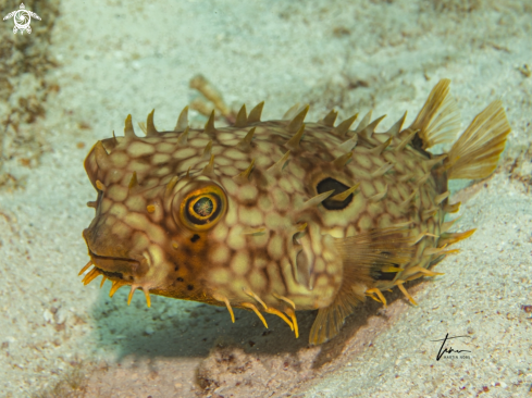 A Chilomycterus antillarum | Web Burrfish