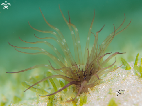 A Tube dwelling anemone
