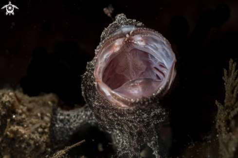 A Painted Frogfish