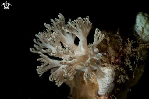 A Marionia sp. | Marionia sp.