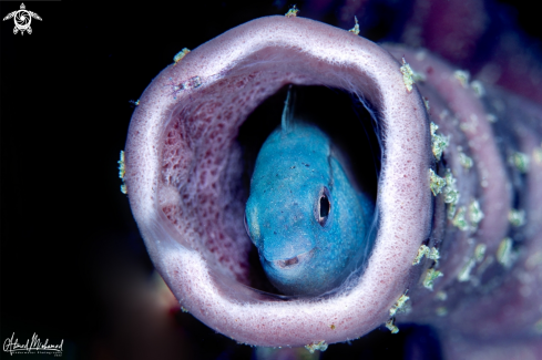 A Blenny fish