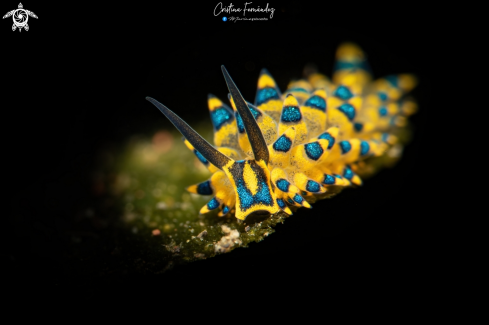 A Nudibranch