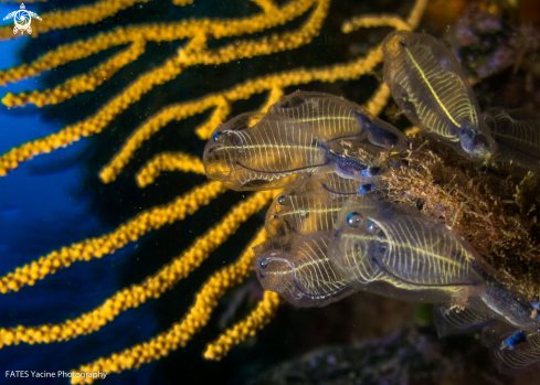 A Claveline bleutée de Méditerranée