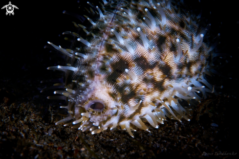 A Cypraea tigris | COWRY