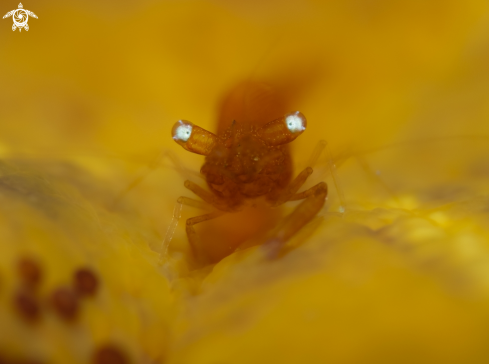 A Seastar Shrimp