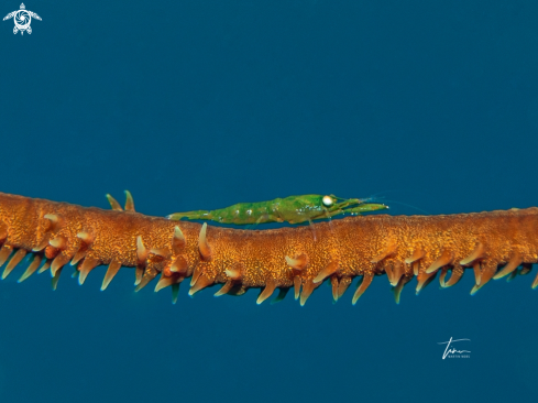 A Wirecoral shrimp