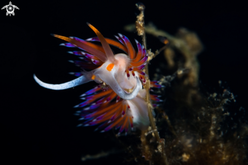 A Cratena nudibranch