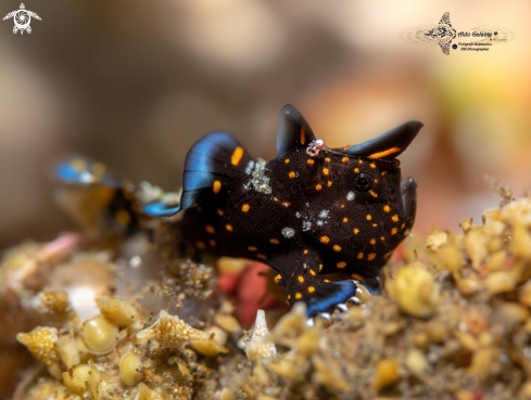 A Warty Frogfish Juvenile