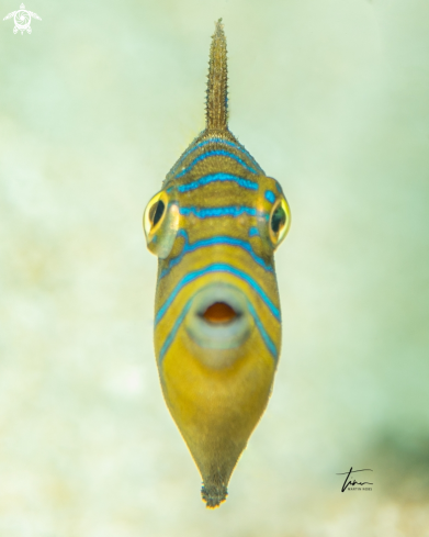 A Juvenile Queen Triggerfish