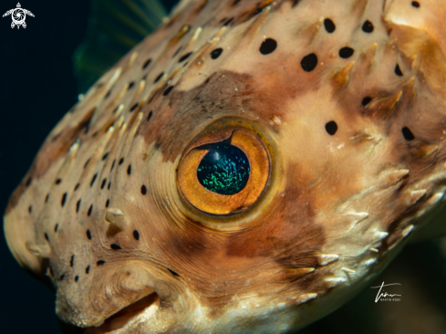 A Porcupinefish