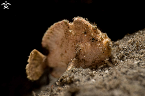 A Randall's Frogfish