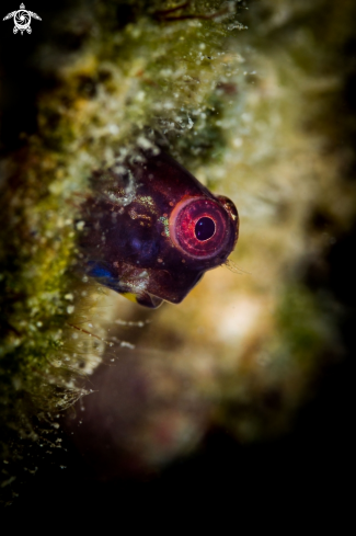 A Coral blenny