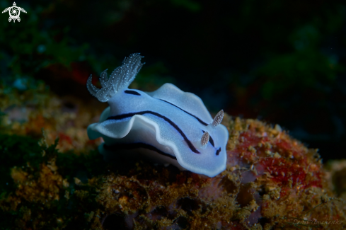 A Chromodoris willani | NUDIBRANCH