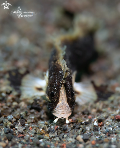 A Dwarf Velvet Fish (25 mm Approx.)