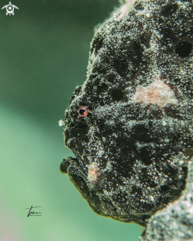 A Antennarius multiocellatus | Frogfish