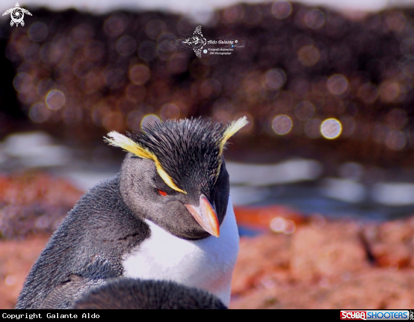 A Southern Rockhopper Penguin